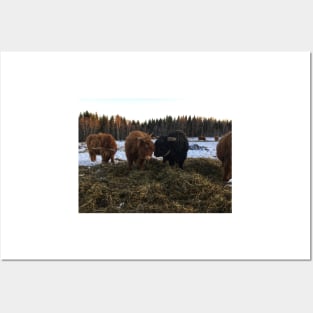 Scottish Highland Cattle Cow and Bull 2198 Posters and Art